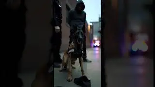 He Thought He Escaped &mdash; The Dog Knew Better#shorts #k9#policedog #dog #usa#us #crime #uk #police #yt