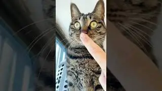 Cats 🐱 and Dogs 🐶 funny 🤣😂 videos 2025 #133 #shorts
