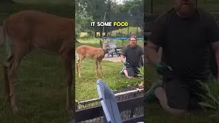 When a Deer Walks Into Your Backyard Like It Owns the Place😅  #shorts