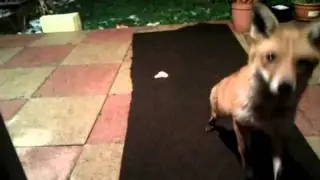 Garden fox 2