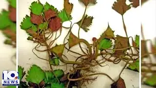 Invasive plant found in Virginia waterways