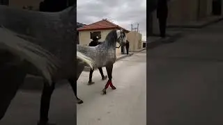 Watch the purebred Arabian horse #shorts