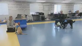 Shortage of service dogs nationwide