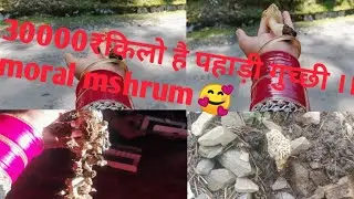 30000₹किलो है पहाड़ी गुच्छी ।। moral mshrum।। दुनिया की सबसे महेगी सब्जी में से एक गुच्छी।