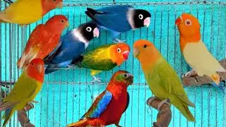 Lovebird Aviary | African Lovebirds Cage Breeding Setup | How To Breed Lovebird In Cage | Bird Farm