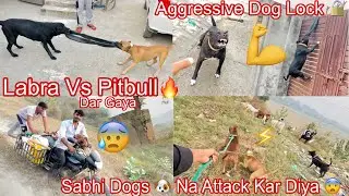 Sabhi Dogs🐶Na Attack Kar Diya 😨||Aggressive Dog Lock🔒||Labra Vs Pitbull 🔥||Sab Dar Gaya 😰#viralvideo