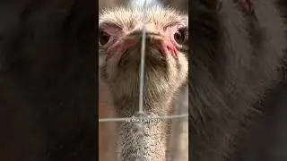 Dozens gather at B.C. ostrich farm to protest order to cull 400 birds