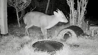 Wild Garden Diary February 4th-5th