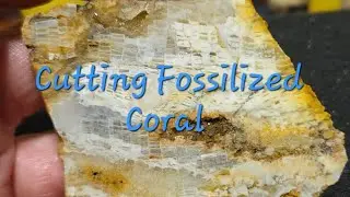 Cutting Agatized Fossil Coral From The Upper Midwest