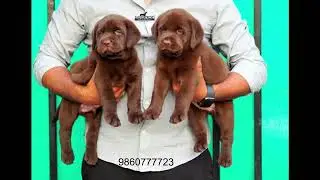 Superb Chocolate Labrador Available #labradorretriever #chocolate#puppies#labradormumbai