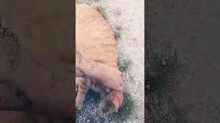 il guardiano del fiume pt1 #gattorandagio # #gattocarino # #gatto # #shortvideo ,# #shorts #