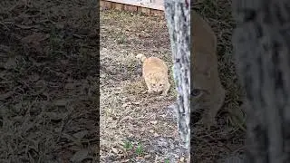 wait, did my cat just pump fake me? 😼 #catshorts #funnycat #orangecat