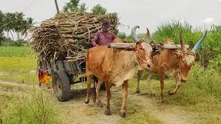 new Young's Bullock cart heavy load Sugarcane stuck