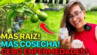 ✅ &iquest;QU&Eacute; SON LAS MICORRIZAS?! 🪴 El abono secreto que nadie conoce!! 🙌🏻 100% Org&aacute;nico