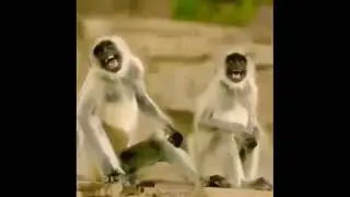 monkey laughing # 🤣🤣🙊🙊🙊#viral # funny memes #