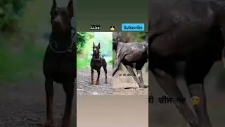 😀😀😀wow#viralsho  #viral #viralshorts #viralvideo #viralsho #viralviralshorts ##viralvideo ###viralvi