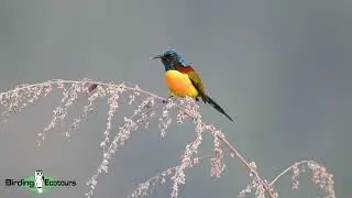 Green tailed Sunbird with excited calls in 4K - Bhutan Birding Tours