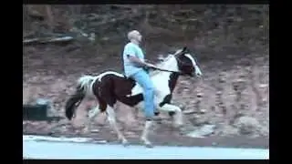 Little Piper-Keg Shod Racking Gelding!