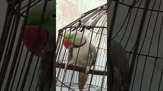 🦜 Parrot 🦜 Talking 😹 #shorts #parrot #myvlog #funny