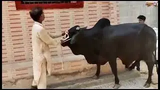 Dangerous unloading | cow runaway | Janwar bhag gaya #cowrun #angrycowvideo