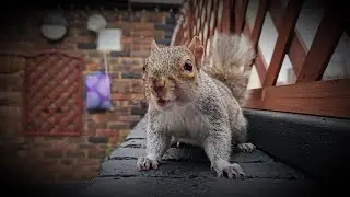 #squirrel video no.149 - Unwind with the gang!