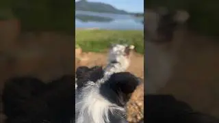 #outdoors #camp #camper #campinglife #doggo #dogs #happycamper #nature #camping #california