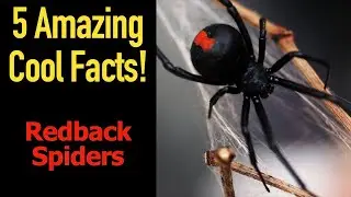 5 Fascinating Facts About The Redback Spider