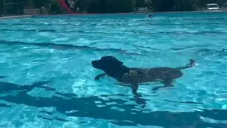 Local dogs enjoy Woodland Water Park at the Paws Splash Bash