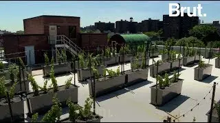 Le boom de l'agriculture urbaine