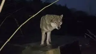 #wolf #hybrid #hund