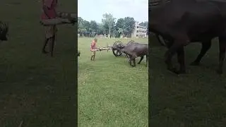 This buffalo is training two to carry a car #buffalo #car #shortvideo #shorts