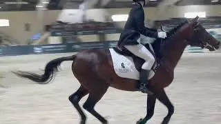 Arabian Sport Horse Championship MH Stable 2023