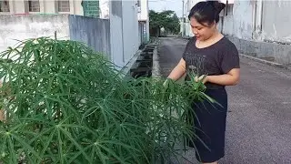 Masak Daun Ubi Campur Babi Sup Sangat Sedap,Syukur Channel Mami Zia Kembali Aktif