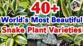 40+ Snake Plant Varieties+identification | Sansevieria Plants varieties/Snake plants #lipshaworld
