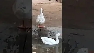 Big Ducks Running Duck 23 | buttg tv |