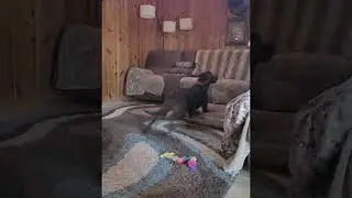 Pooch Goes Paws Up Over Couch || ViralHog