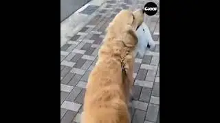 SMART DOG CARRY BAG FOR HER BOSS