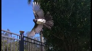 Birds landing in Slow Motion
