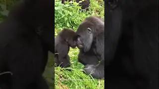 best moment #shorts #animals #gorilla