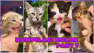 KOMPILASI KUCING LUCU KOCAK NGAKAK PART 7 REPUBLIC OF CAT (RO Cat)