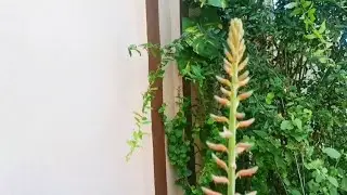 Aloevera uses,aloevera benefits, aloevera flower/aloevera flower benefits.கற்றாழை பயன்கள்,கற்றாழை பூ