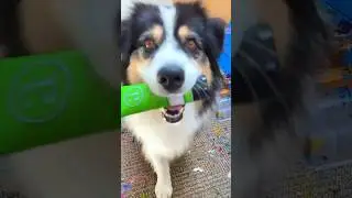 This Dog Can Paint❤️