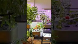 85 day old hydroponic tiny tim tomatoes 🍅