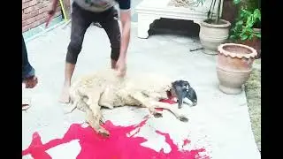 #Sheep Slaughtering & Skining at Home