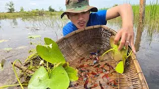 Unbelievable, many beautiful betta fish are caught by MyGoldFish along the river near remote trails.