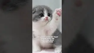 The 2 Days That Change Everything 🐾✨ #shortsviral #motivation #zen #cutecat #kittens #mindset