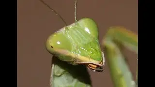 Huge giant African mantis in my garden (Sphodromantis viridis) - Cyprus