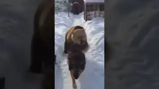 Wolf 🐺 vs Bear 🐻