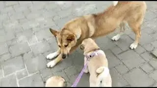 Прогулки бесстрашных мопсов!