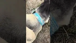Mutlu k&ouml;pek